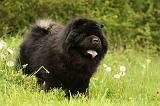 CHOW CHOW 560